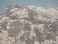 サンゴ再生移植活動